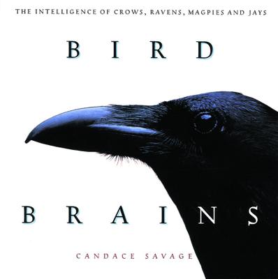 Bird Brains