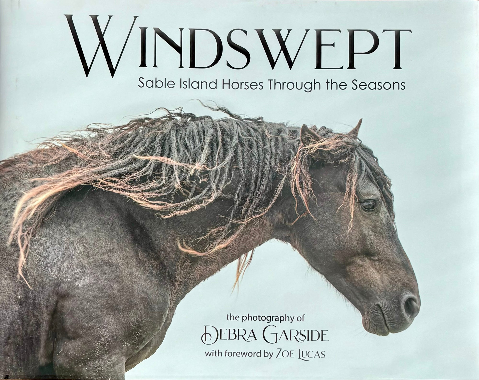 Windswept: Sable Island Horses Through the Seasons