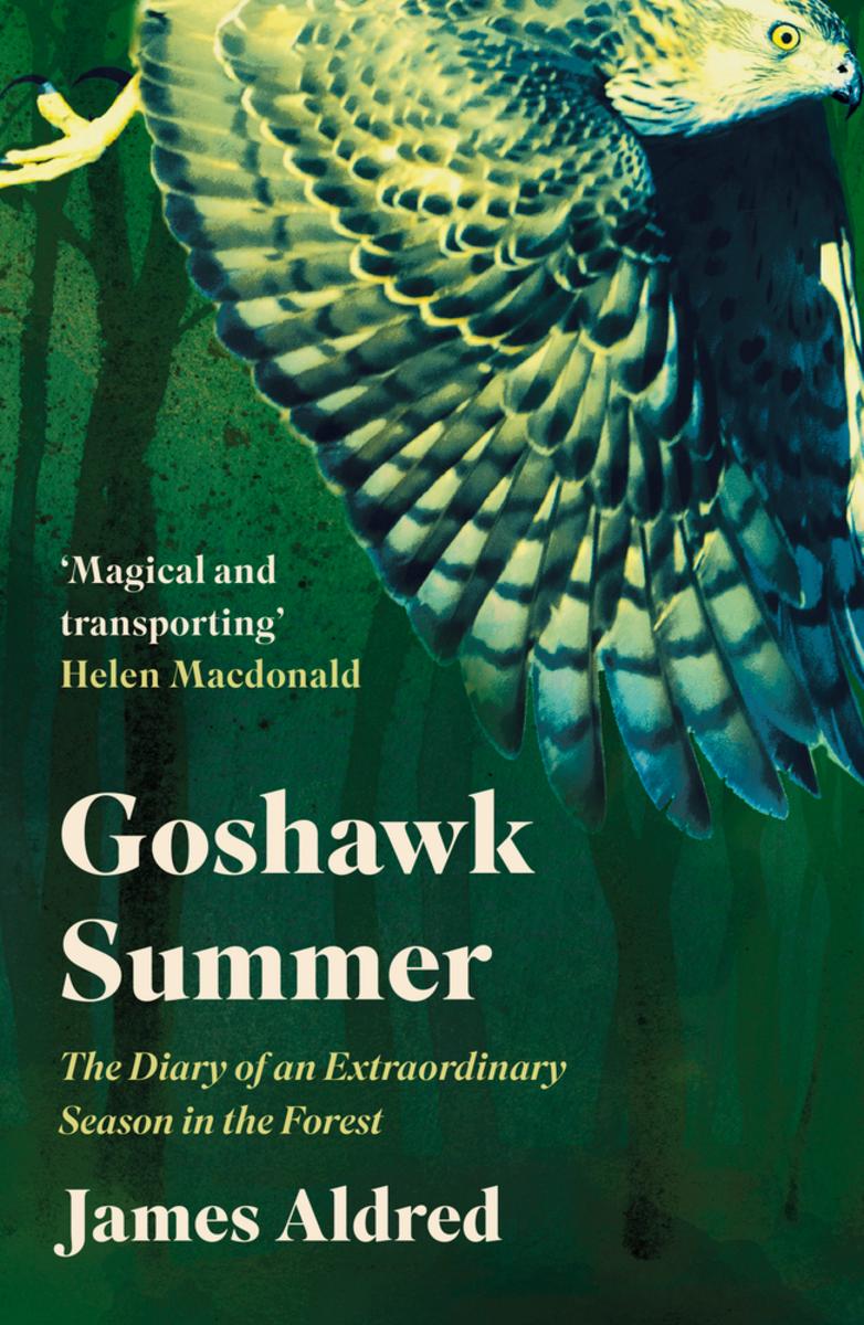 Goshawk Summer