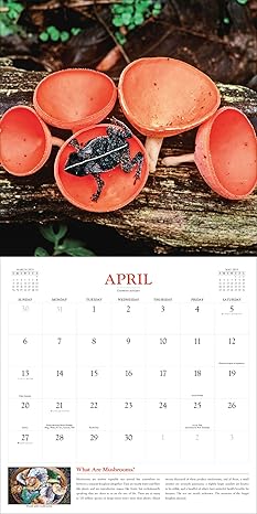 Fantastic Fungi Wall Calendar 2025