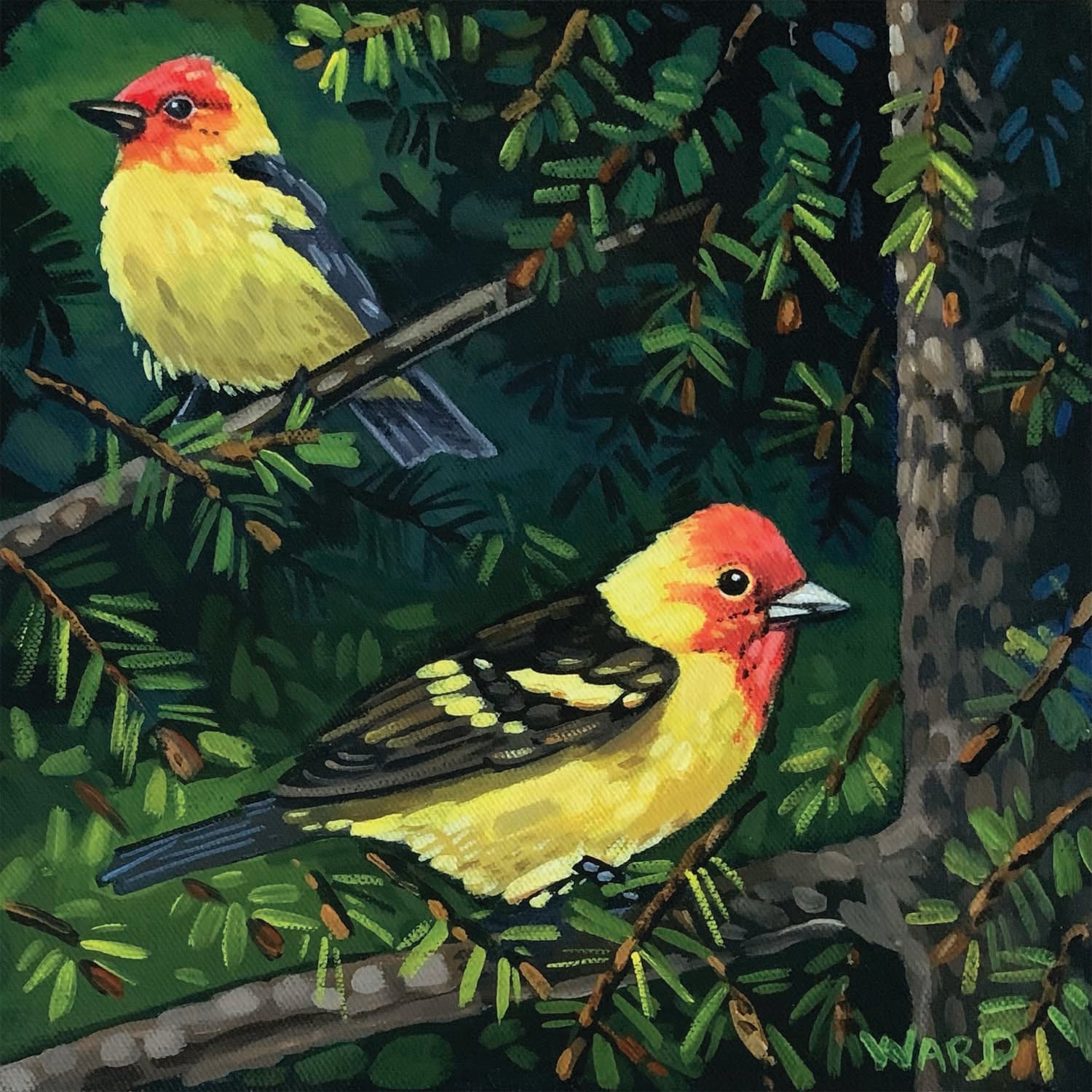 Western Tanager Bird Resting in the Spruce Tree