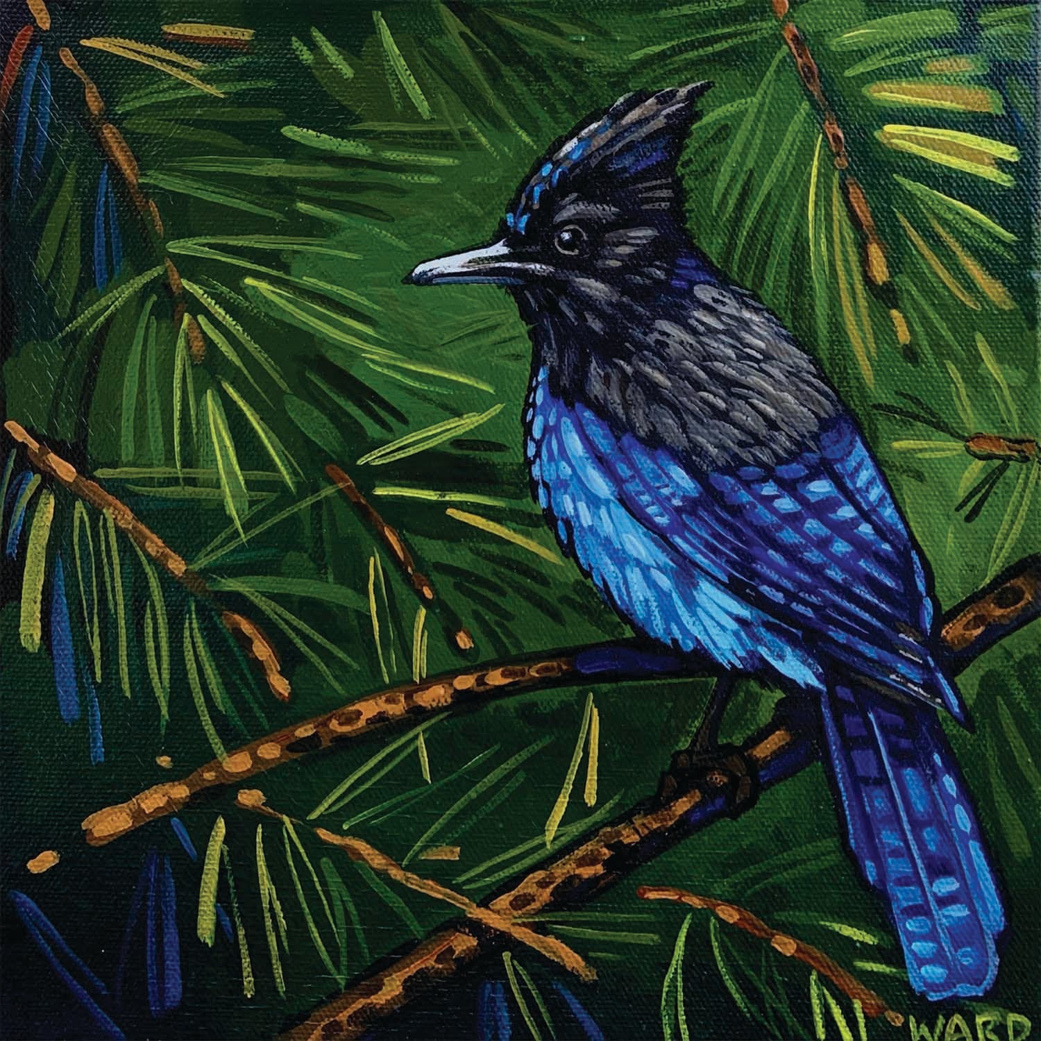 The Hide Out, Stellar Jay