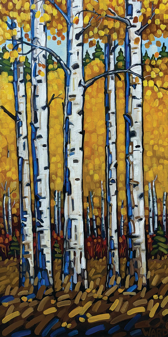 Amazing Autumn Aspens