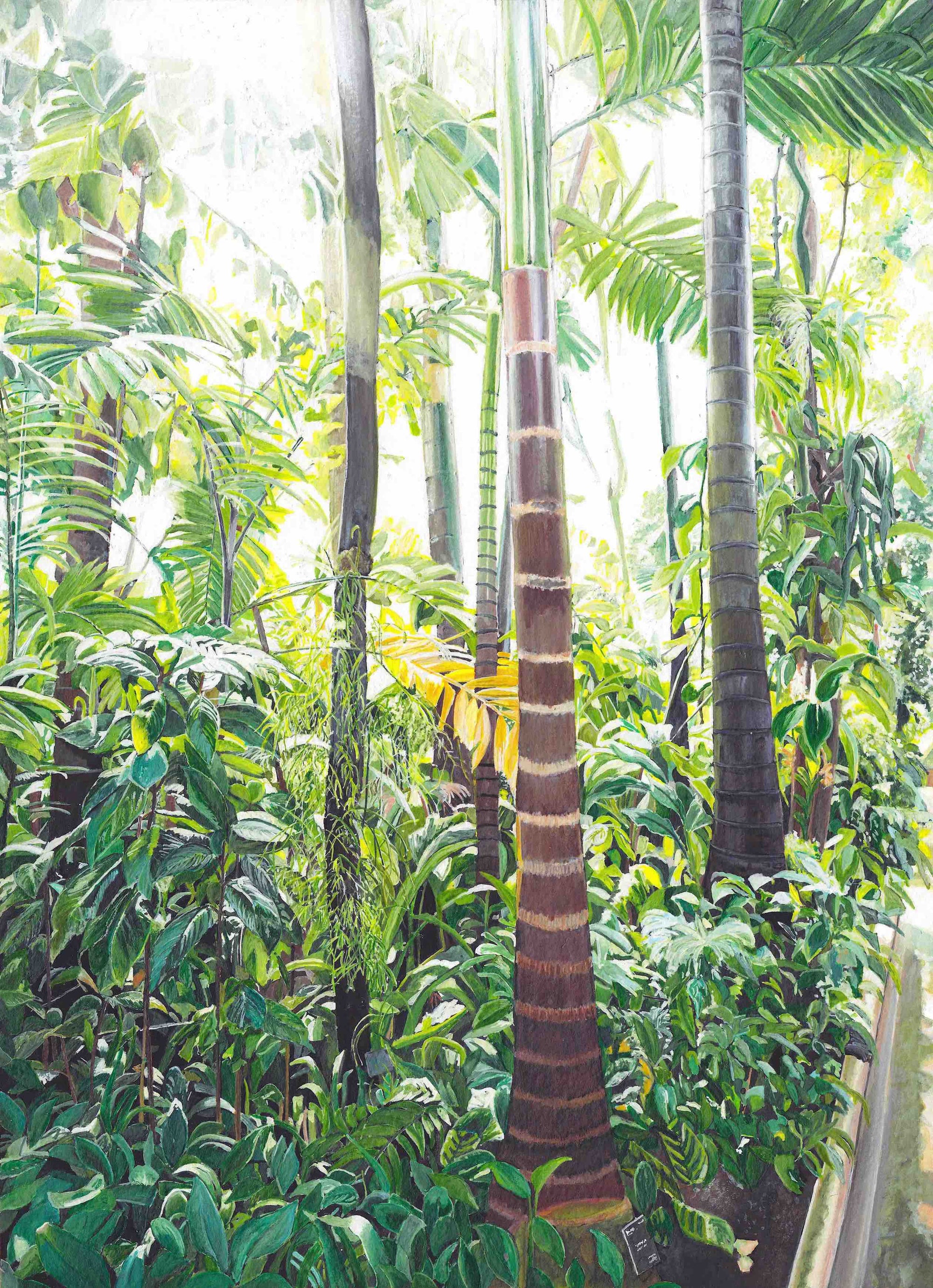 Rainforest Palms