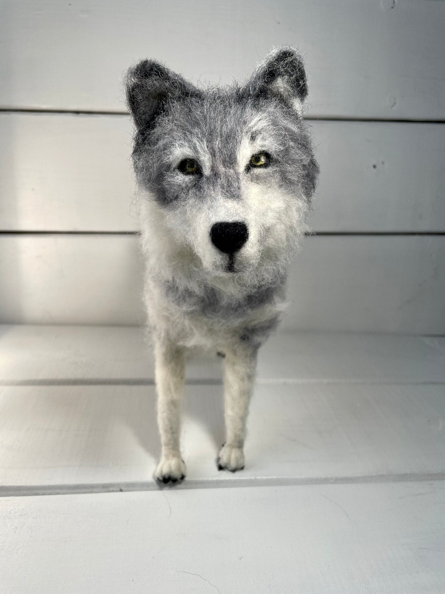 Grey Wolf