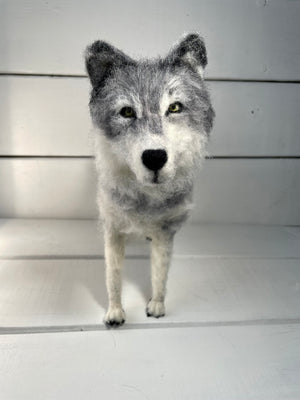 Grey Wolf